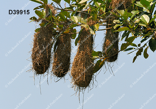 Red-rumped Cacique (Cacicus haemorrhous)